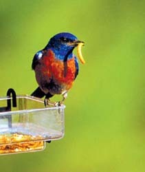 Eastern bluebird – Indiana Audubon