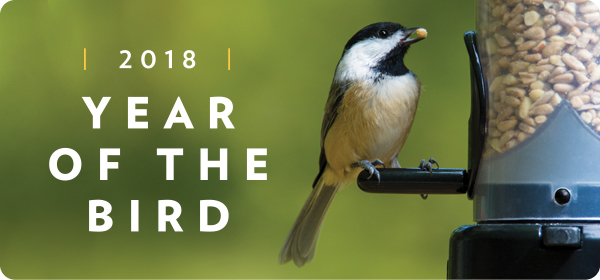 2018 Year of the Bird