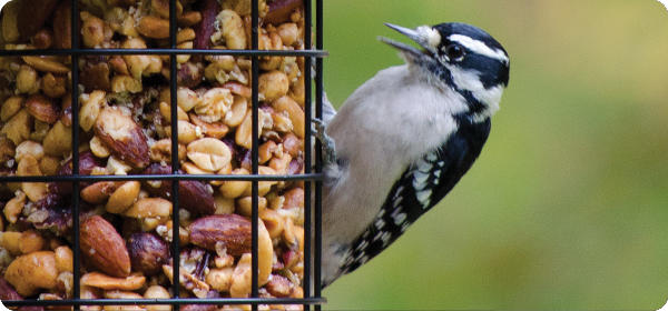 Summer Feeding